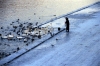 Czech Republic - Prague: woman feeding ducks and swans along the Vltava river - at dawn (photo by M.Gunselman)