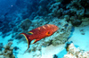 Egypt - Red Sea - Louti Grouper - Variola louti - Cephalopholis miniata - underwater photo by W.Allgwer - Die Zackenbarsche (Epinephelinae) bilden eine groe Unterfamilie der Sgebarsche. Man geht von weltweit rund 350 Arten aus. Zu ihnen gehrt mit dem