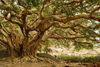 Eritrea - Senafe, Southern region: sheeps grazing in shade of a giant tree - photo by E.Petitalot