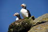 Mykines island, Faroes: Atlantic Puffins contemplate the sea - Fratercula arctica - photo by A.Ferrari