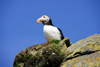 Mykines island, Faroes: Atlantic Puffin looks at the camera - Fratercula arctica - photo by A.Ferrari