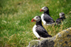 Mykines island, Faroes: Atlantic Puffins on the grass - Fratercula arctica - photo by A.Ferrari