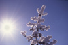 Finland - Lapland: ice covered pinetree (photo by F.Rigaud)