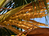 Banjul, The Gambia: Coconut tree flower (Cocos nucifera) - female and male flowers share the same inflorescence- monoecious / polygamomonoecious tree - photo by M.Torres