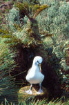 Gough island: Atlantic yellow-nosed albatross (Thalassarche chlororhynchos), classified as endangered - fauna - bird - wildlife - photo by S.Chown - lic. CC-BY-2.5