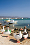 Greece - Paros: Gagle of geese walking on AntiParos beach - photo by D.Smith