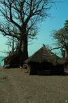 Rubane Island, Bijags Archipelago - UNESCO biosphere reserve, Bubaque sector, Bolama region, Guinea Bissau / Guin Bissau: village scene - wooden huts with thatched roofs, baobabs / aldeia com embondeiros, cubatas de madeira e palha, vida quotidiana - photo by R.V.Lopes