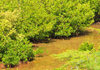 Fort-Libert, Nord-Est Department, Haiti: mangroves along the bay - photo by M.Torres