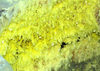 Hawaii island - Kilauea volcano: sulphur vents - Hawaii Volcanoes National Park - UNESCO World Heritage Site - photo by R.Eime