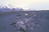 Heard Island - UNESCO World Heritage Site: Kerguelen cabbages grow in surprisingly barren locations! - photo by F.Lynch