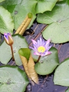 Hungary / Ungarn / Magyarorszg - Hvz (Zala province): Gygy-t - Europe's largest thermal lake covered by lotus flowers (photo by J.Kaman)