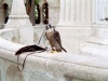 Hungary / Ungarn / Magyarorszg - Budapest: hawk on castle hill (photo by M.Bergsma)