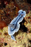 Wakatobi archipelago, Tukangbesi Islands, South East Sulawesi, Indonesia: dorid nudibranch - Chromodoris willani - family Chromodorididae - Banda Sea - Wallacea - photo by D.Stephens