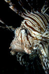 Wakatobi archipelago, Tukangbesi Islands, South East Sulawesi, Indonesia: Red Lionfish - Pterois volitans - venomous coral reef fish - Banda Sea - Wallacea - photo by D.Stephens