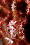 Wakatobi archipelago, Tukangbesi Islands, South East Sulawesi, Indonesia: Pygmy seahorse in the reef - Hippocampus bargibanti - Banda Sea - Wallacea - photo by D.Stephens