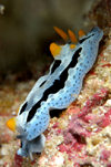 Wakatobi archipelago, Tukangbesi Islands, South East Sulawesi, Indonesia: Nudibranch sp - sea slug raoms the reef - marine opisthobranch gastropod mollusk - Banda sea - Wallacea - photo by D.Stephens