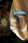 Wakatobi archipelago, Tukangbesi Islands, South East Sulawesi, Indonesia: Orbicular Batfish and copepod - Platax orbicularis - family Ephippidae - Banda Sea - Wallacea - photo by D.Stephens