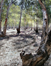 Israel - Qesarriya / Caesarea Maritima / Caesarea Palaestina: - Hadera: Israel forest - eucalyptus - photo by Efi Keren