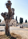 Israel - Hadera, Haifa district: cemetery - photo by Efi Keren