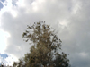 Israel - Hadera: Park Hef Tziba - birds' camp - birds on a tree - photo by Efi Keren