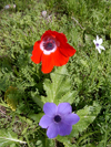 Israel - Megido: wild flowers - photo by E.Keren