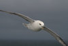 Jan Mayen island: a seagul in flight at 71 N - Arctic Ocean - photo by R.Behlke