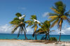 Johnston Atoll: breezy Johnston Island afternoon - coconut trees and Fairy terns - photo by NOAA (in P.D.)