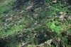 Juan Fernandez islands - Robinson Crusoe island: forest (photo by Willem Schipper)