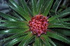 Juan Fernandez islands - Robinson Crusoe island: blossoming Sweet garlic - flower - ochagavia elegans (photo by Willem Schipper)