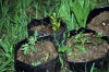 Juan Fernandez islands - Robinson Crusoe island: newly discovered fern species from Cerro Agudo  (photo by Willem Schipper)