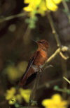 Juan Fernandez islands - Robinson Crusoe island: sephanoides fernandensis (photo by Willem Schipper)