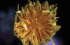 Juan Fernandez islands - Robinson Crusoe island: Dendroseris littoralis flower, the Juan Fernandez cabbage tree - a favourite of hummingbirds (photo by Willem Schipper)