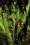 Juan Fernandez islands - Robinson Crusoe island: blechnum cycadifolium (photo by Willem Schipper)