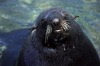 Juan Fernandez islands - islas Juan Fernandez - isla Robinson Crusoe: a seal - close-up (photo by Willem Schipper)