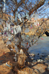 Kazakhstan, Charyn Canyon: prayer tree by the Charyn River - photo by M.Torres