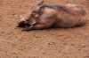 Langata, Nairobi, Kenya: Langata Giraffe Centre - warthog resting - Phacochoerus africanus - photo by M.Torres