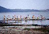 Kenya - Lake Nakuru National Park: pelicans on Lake Nakuru, one of the Rift Valley's soda lakes - birds - fauna - photo by F.Rigaud