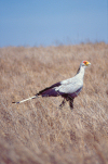 Kenya - Lake Nakuru National Park - Rift Valley Province: Secretary Bird, Sagittarius serpentarius in the grassland - Africa - wildlife - fauna - photo by F.Rigaud