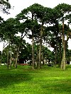 Latvia - Ventspils: under the pine trees / priede (photo by A.Dnieprowsky)