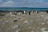 Macquarie island - UNESCO World Heritage Site: King Penguins at Sandy Bay, Sarsen anchored behind - Southern Ocean - photo by Eric Philips / Icetrek