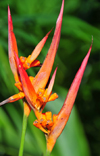 RN5, Atsinanana region, Toamasina Province, Madagascar: flowers - Heliconias - photo by M.Torres