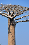 West coast road between Morondava and Alley of the Baobabs, Toliara Province, Madagascar: flock of egrets resting on a baobab - Adansonia grandidieri, the most aesthetical of all baobabs - photo by M.Torres