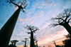 Alley of the Baobabs, north of Morondava, Menabe region, Toliara province, Madagascar: 'roots' in the sky - baobabs at sunset - the Adansonia grandidieri species is listed as endangered by the World Conservation Union - photo by M.Torres