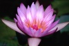 Madeira - nenufar / water lily - flower - photo by F.Rigaud