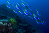 Sipadan Island, Sabah, Borneo, Malaysia: school of Blue and Yellow Fusiliers and fetherstar -  Caesio xanthonota - Celebes Sea - East Borneo - photo by S.Egeberg