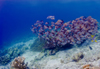 Sipadan Island, Sabah, Borneo, Malaysia: school of Humpback Snapper - Lutjanus gibbus - photo by S.Egeberg