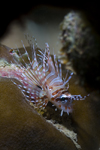 Mabul Island, Sabah, Borneo, Malaysia: juvenile Common Lionfish - Pterois Volitans - photo by S.Egeberg