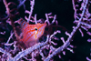 Mabul Island, Sabah, Borneo, Malaysia: Longnose Hawkfish in a cora - Oxycirrhites Typus - photo by S.Egeberg