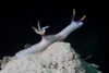 Mabul Island, Sabah, Borneo, Malaysia: White Nudibranch Chromodoris sp on a white coral - photo by S.Egeberg