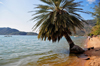 Cape Maclear / Chembe, Malawi: Lake Malawi / Lake Nyasa - palm-tree leaning over the water - beach view with Domwe Island on the left - photo by M.Torres